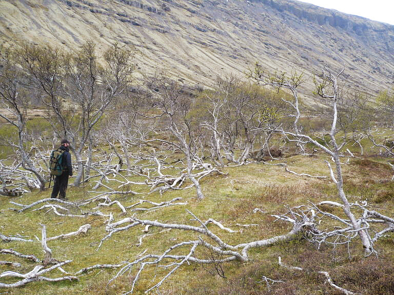 Skógur í Skyndidal fallin að hluta