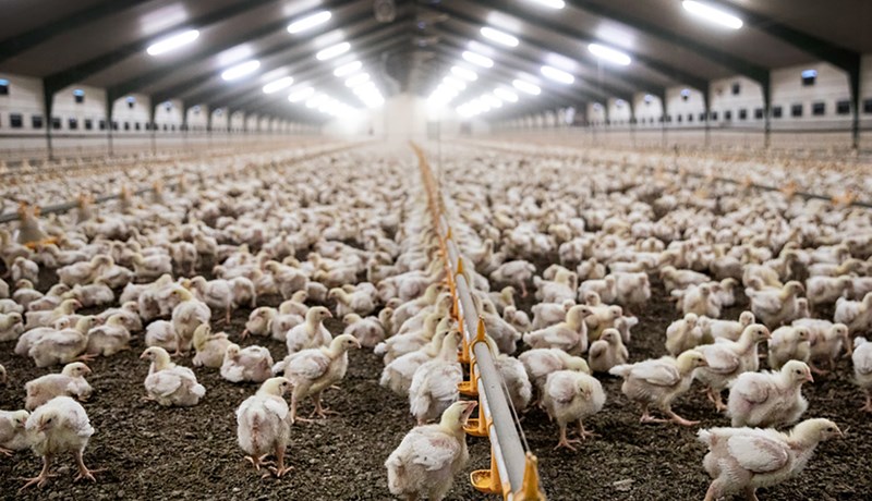 Streymi frá dönsku kjúklingabúi sló í gegn