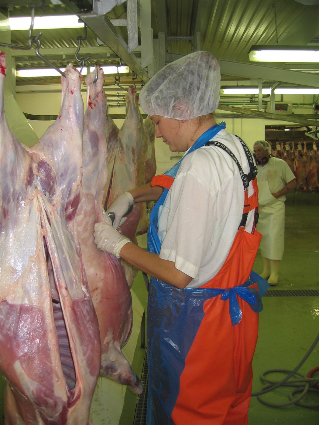 Ákall eftir íslenskum vömbum