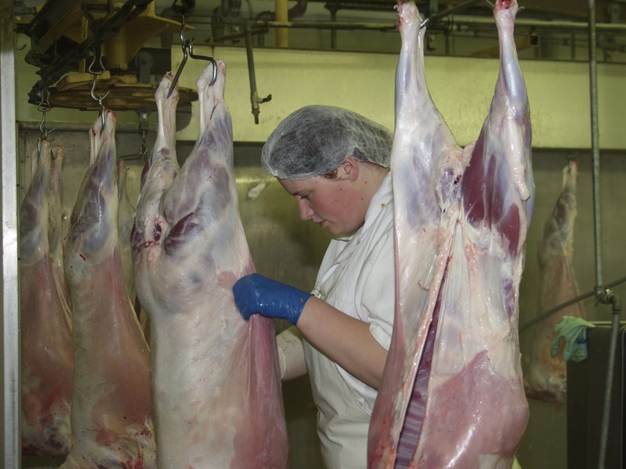 Sláturhúsin á Hvammstanga og Sauðárkrók geta tekið við hlut SAH Afurða á Blönduósi í sauðfjárslátruninni næsta haust. 