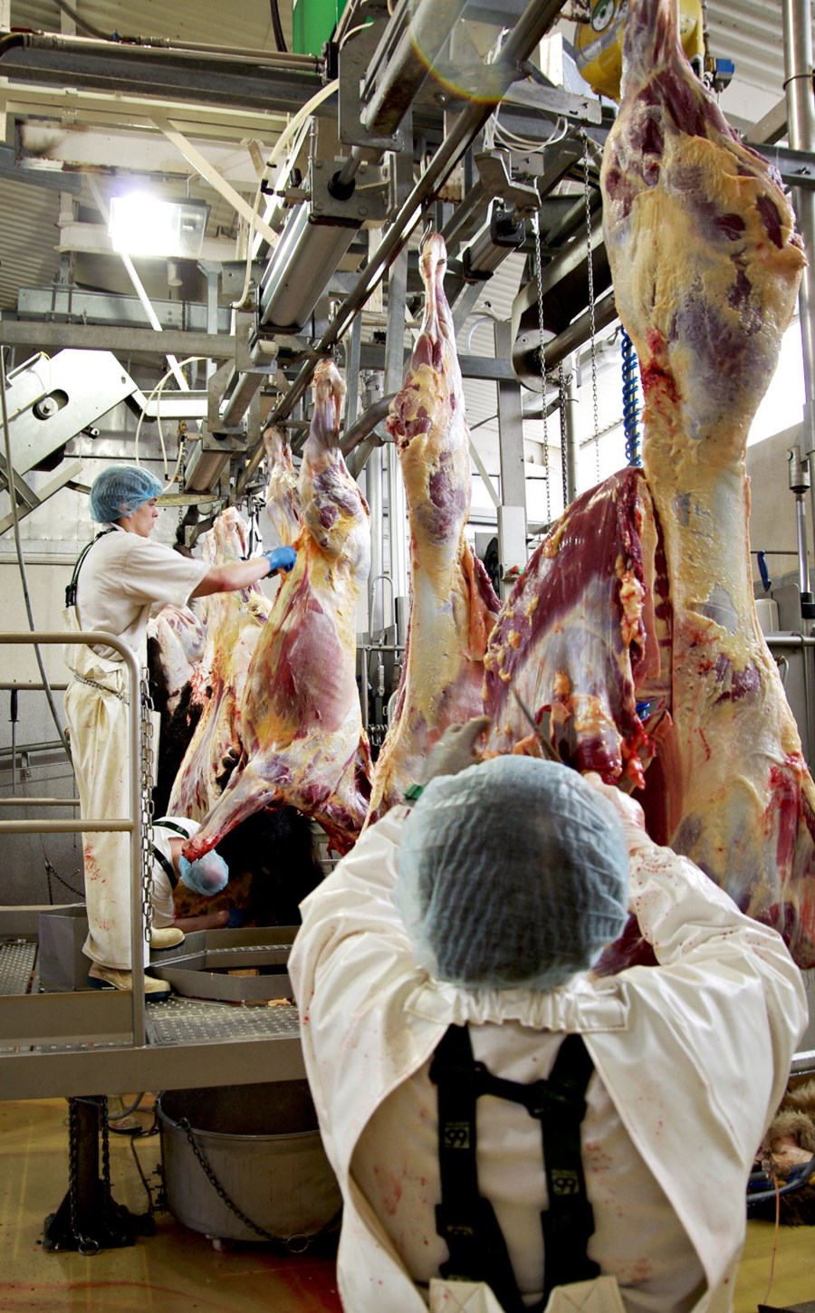 Úttekt á eftirliti með aflífun dýra