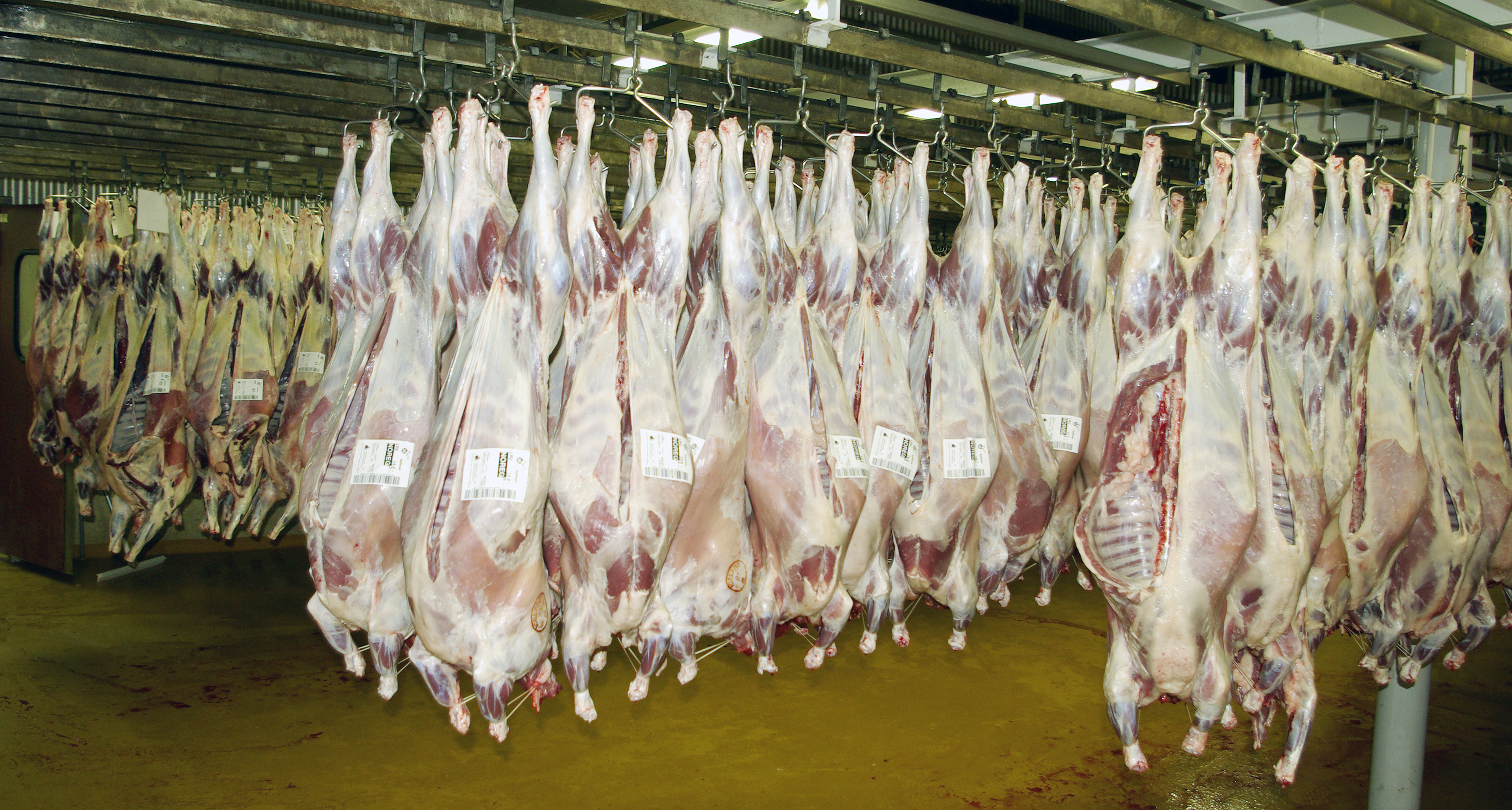 &#218;tflutningur &#225; kindakj&#246;ti dr&#243;st saman um 19% &#225; s&#237;&#240;asta &#225;ri