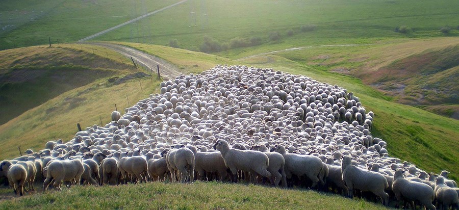 Stuðningur færður frá tómstunda­búskap til fjárbænda á lögbýlum