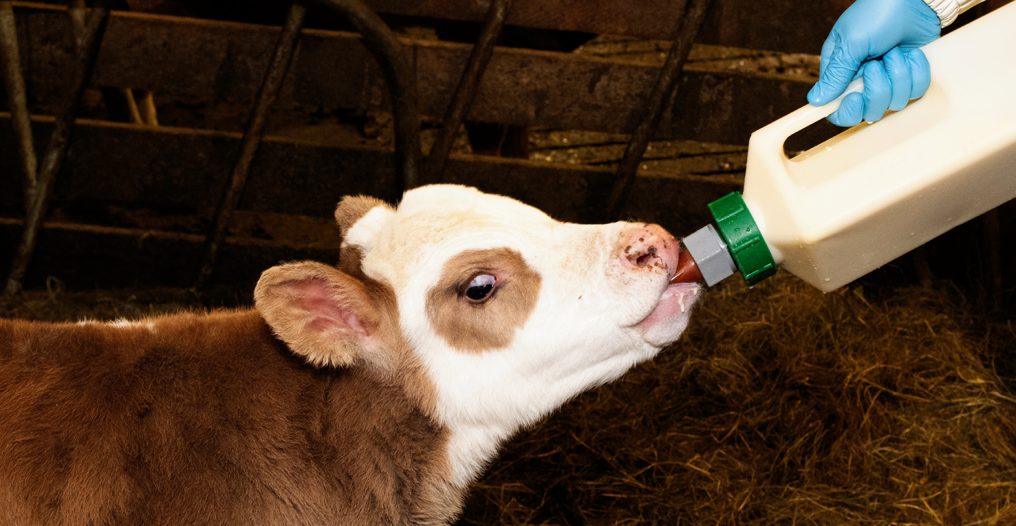 Hraustir kálfar skapa grunn að góðri framtíð