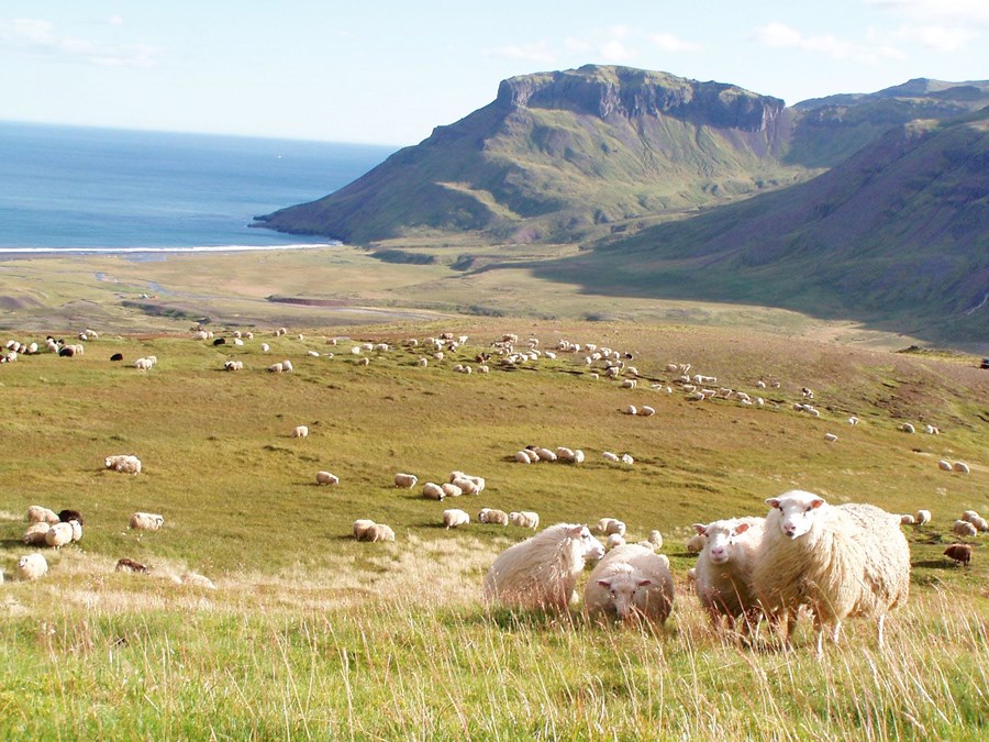 Smalað í Breiðuvík. Búið var að greina hjá Íslenskri erfðagreiningu um 47.000 sýni frá 1. apríl samkvæmt skráningum í Fjárvís. Ef skoðuð eru hrútlömb frá í vor, þá eru í Fjárvís skráð 5.242 hrútlömb sem bera ARR genasamsætuna og þar af 42 arfhreinir hrútar (ARR/ARR). ). Hrútlömb sem bera MV arfgerð (en eru hvorki með ARR né VRQ) eru 4.267. Ef sérstaklega er horft á hvern breytileika fyrir sig, þá hafa verið greind 429 hrútlömb með T137, 396 með C151 og 4.010 með AHQ (H154). Því ætti að vera talsvert svigrúm til að miðla gripum milli búa þannig að sem flestir geti náð sér í þetta erfðaefni.