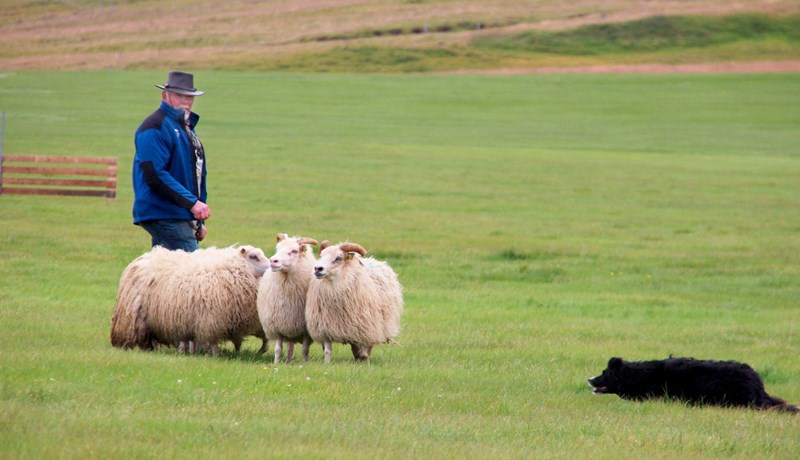 Öflug starfsemi Smalahundafélags Íslands