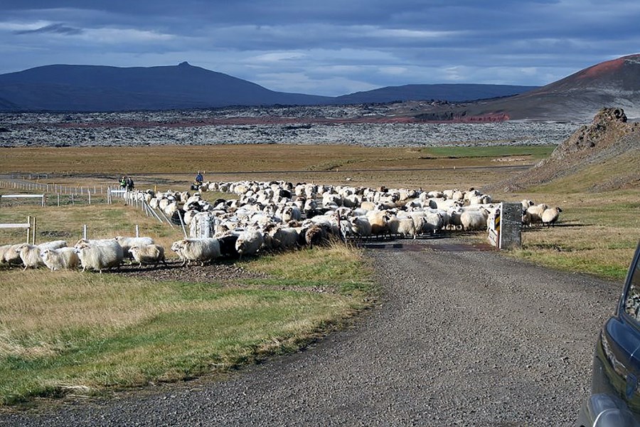 Smalað í Mýrdalnum þar sem Sveinn Pálsson bjó í Syðri-Vík síðustu áratugi ævi sinnar og var þá fjórðungslæknir í Sunnlendingafjórðungi vestanverðum.  