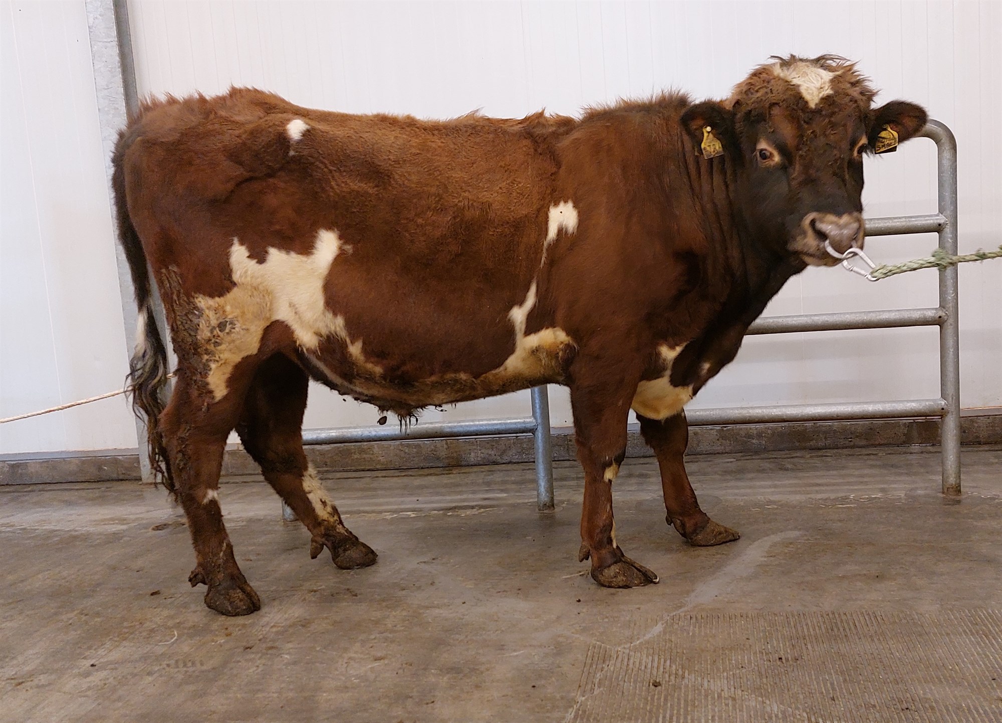 Naut til notkunar í júníbyrjun