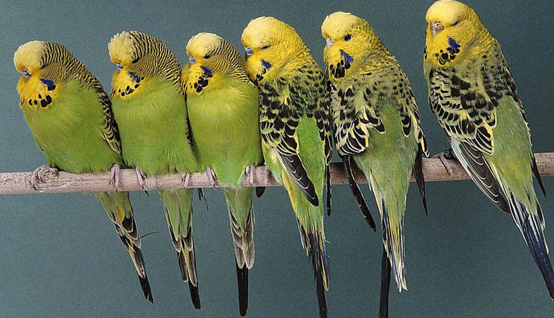 Óheimilt er að vængstýfa skrautfugla