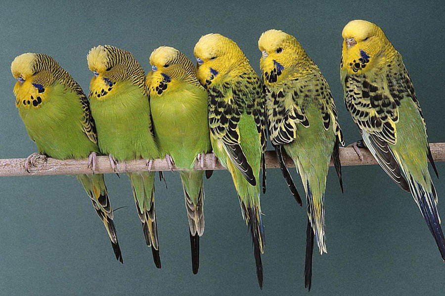 Óheimilt er að vængstýfa skrautfugla