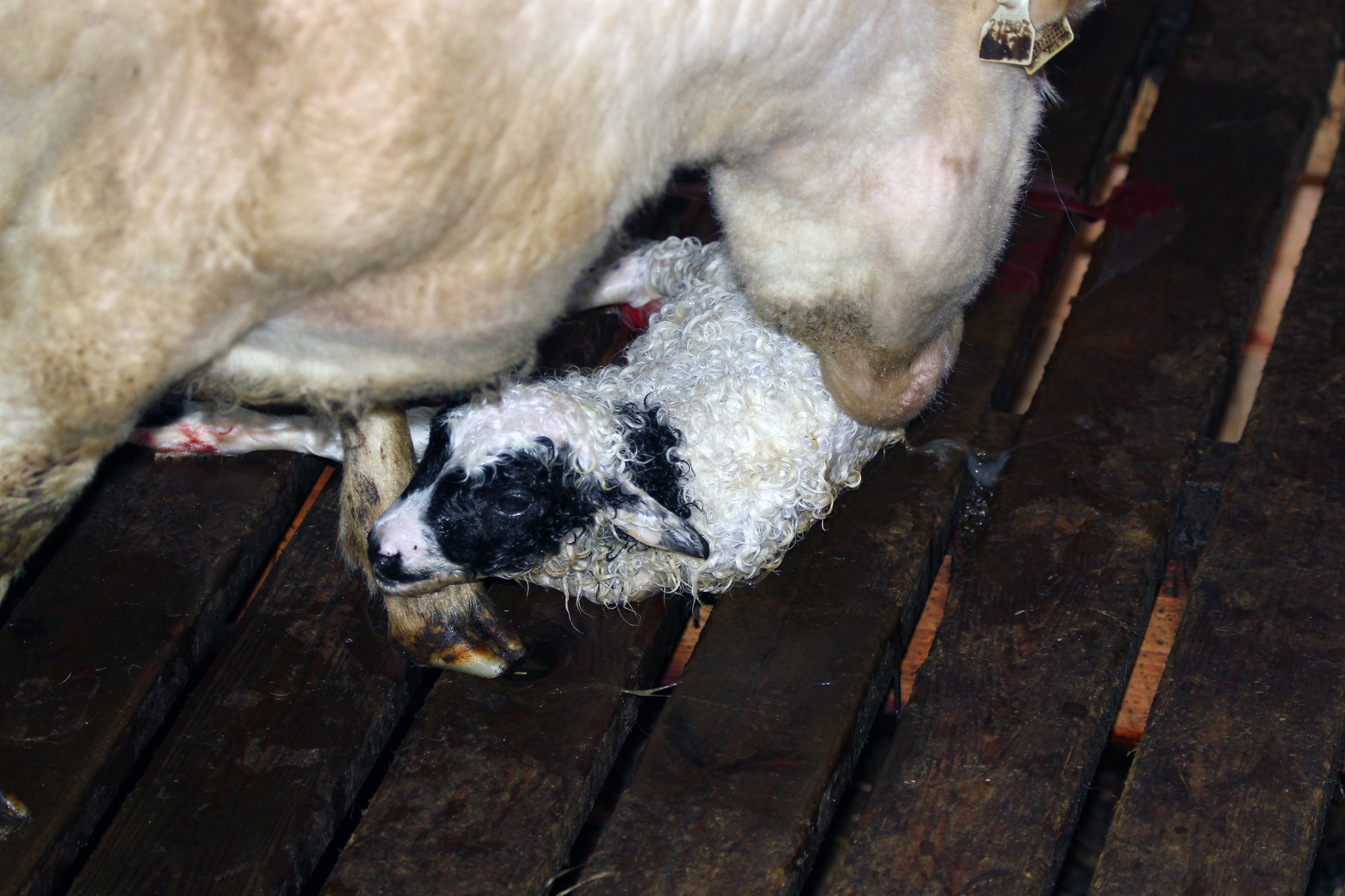 Riða er hvorki mæðiveiki né fjárkláði