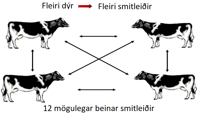 Fagþing nautgriparæktarinnar í Danmörku – síðasti hluti