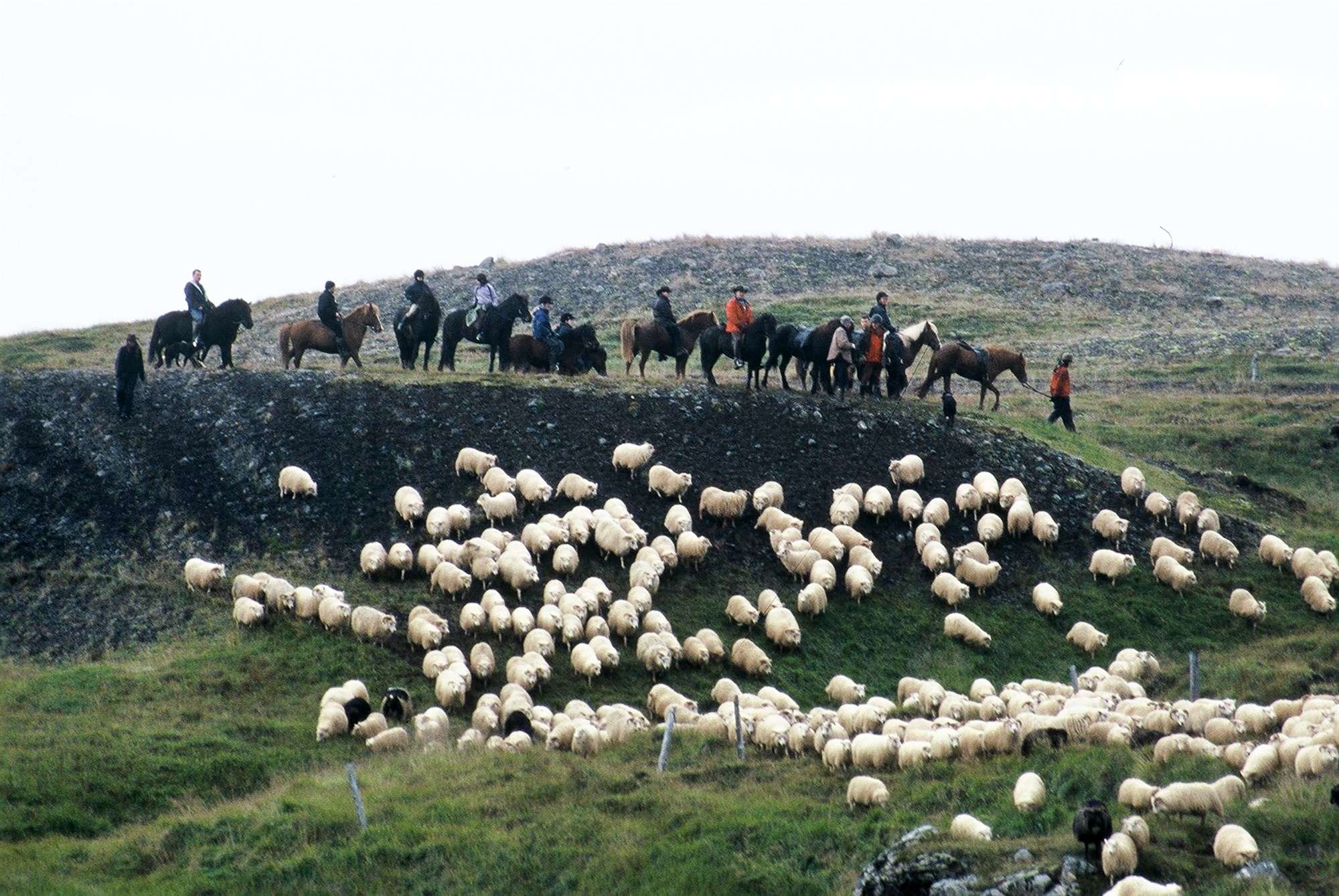 Sauðfjárdómar og DNA-sýnataka