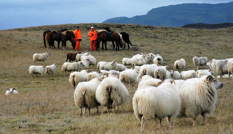 Sauðfé hefur fækkað um rúmlega 3.700 í gegnum aðlögunarsamningana