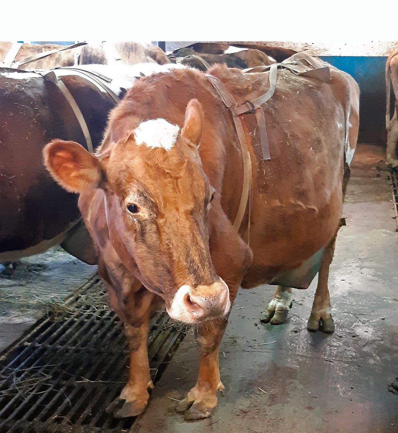 Skilaði tæpum 14,6 tonnum og hefur mjólkað nærri 68 tonnum yfir ævina