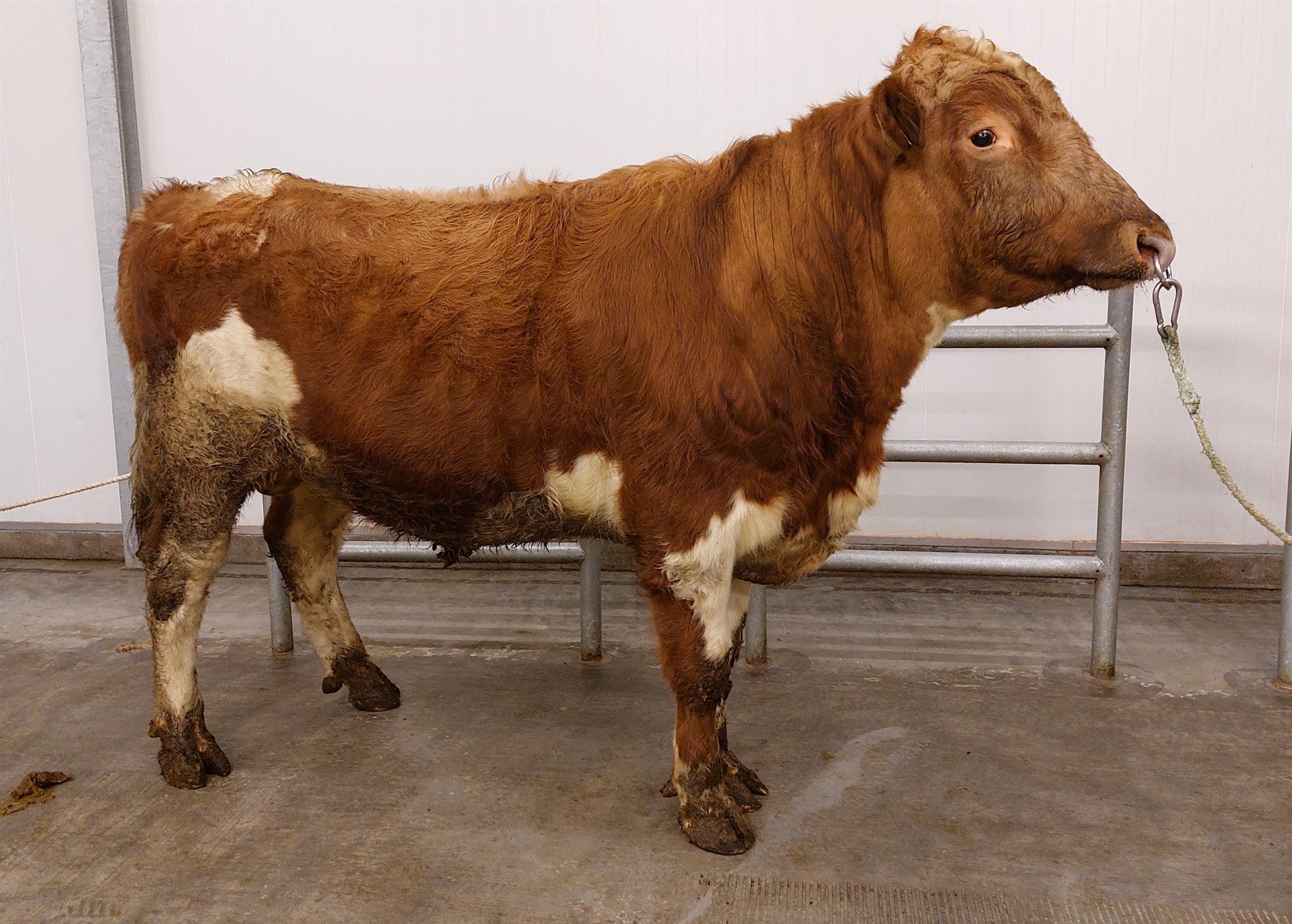 Kyngreint sæði í notkun