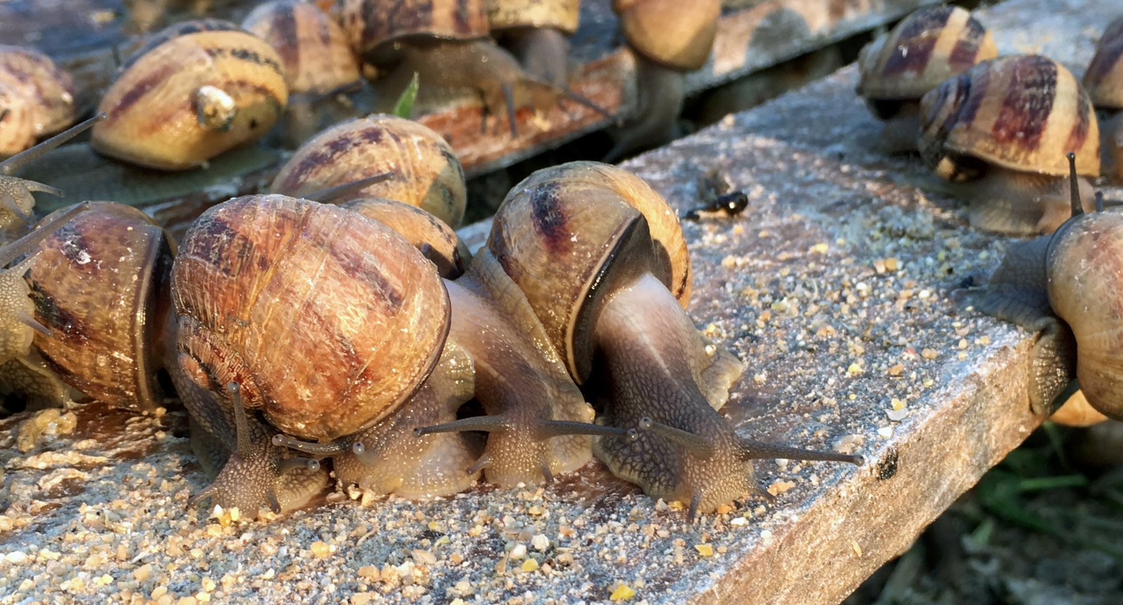 Sniglakavíar framleiddur í fyrsta skipti á Norðurlöndunum