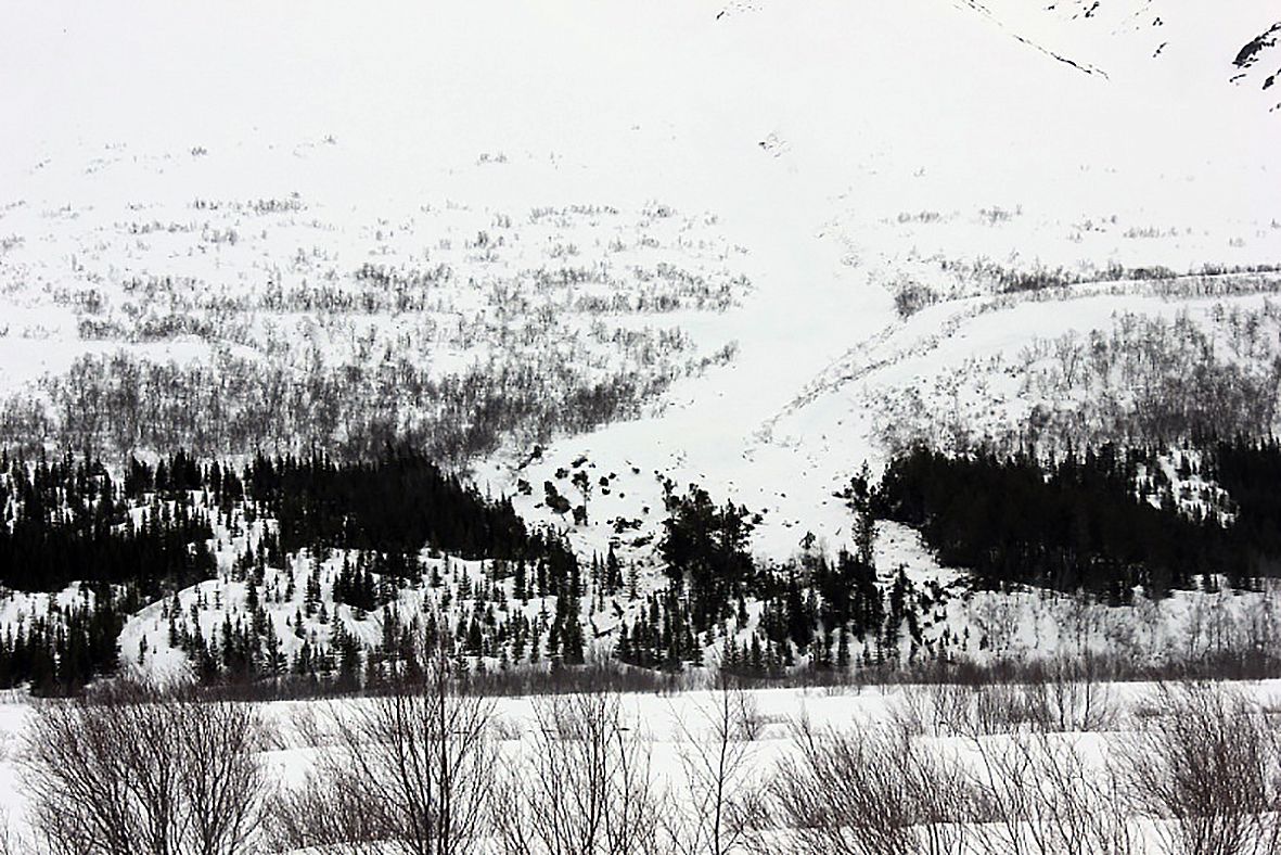 Snjóflóð stórskemmdi 50 ára stafafurureit í Fnjóskárdal