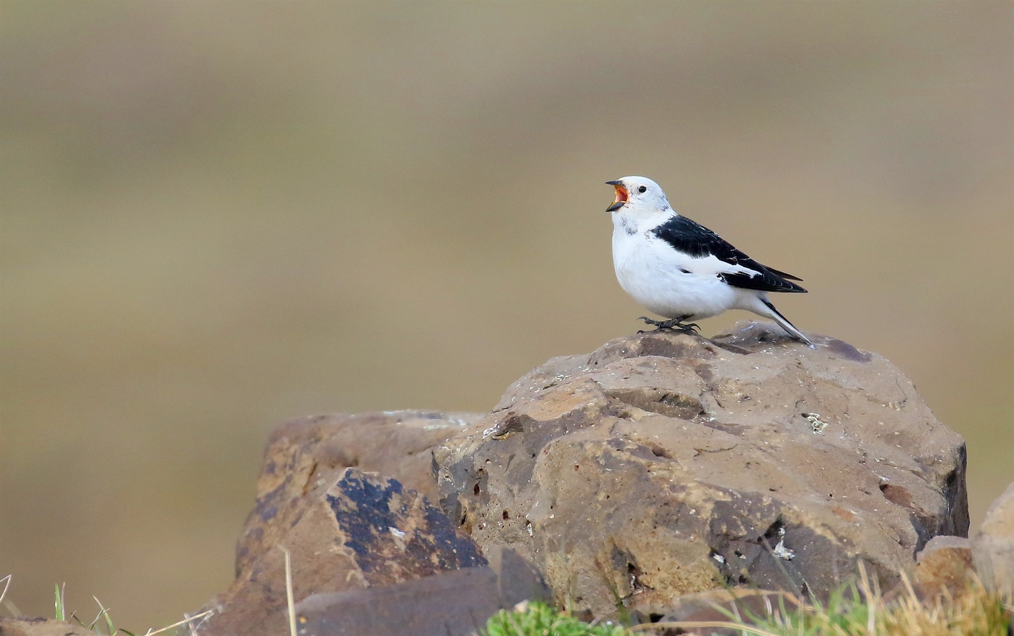 Harðasti nagli norðursins í vanda