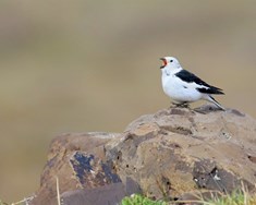Harðasti nagli norðursins í vanda