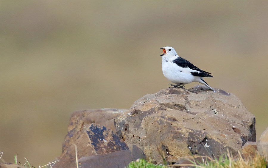 Syngjandi snjótittlingskarlfugl. Snjótittlingurinn er einkennisspörfugl á auðnum og í fjalllendi. Er fremur lítill. Karlfugl í sumarbúningi, sólskríkjan, er snjóhvítur, nema svartur á baki, axlarfjöðrum og vængbroddum, á veturna líkist hann kvenfugli. Á sumrin er kvenfuglinn ljósbrúnn, ljósari að neðan, með dökkt bak og yfirvængi með ljósum vængbeltum, svipuð en dauflitari á veturna. Er með rauðbrúnar kámur á höfði og bringuhliðum. Hvítir vængreitir áberandi árið um kring á fljúgandi fuglum. (fuglavefur.is).
