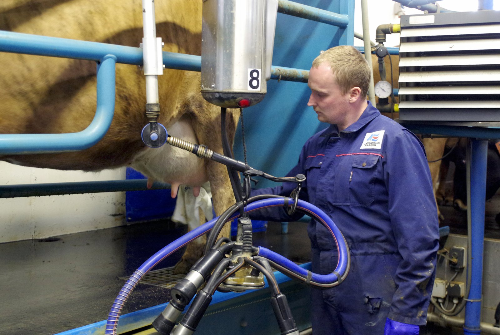 Hagkvæmar mjaltir – fimm skref í rétta átt