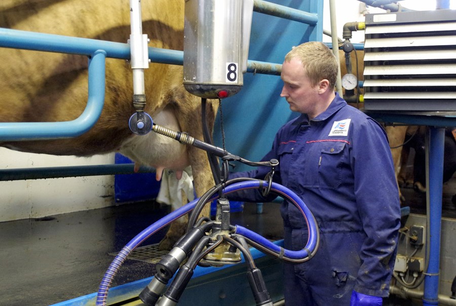 Snorri Páll Harðarson að undirbúa mjólkun í Hvammi í Eyjafirði.