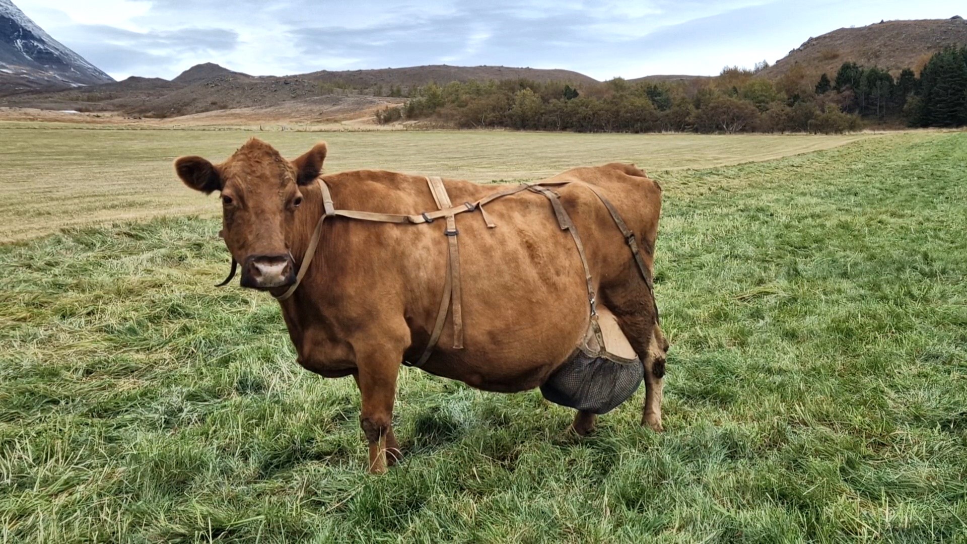 Tíunda íslenska kýrin til að ná 100 þús. kg æviafurðum