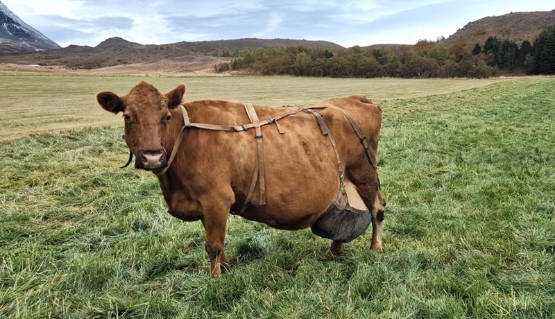 Tíunda íslenska kýrin til að ná 100 þús. kg æviafurðum