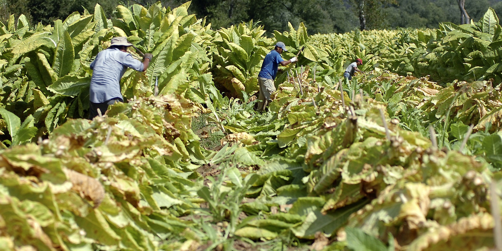 Tóbak – heilagt eitur