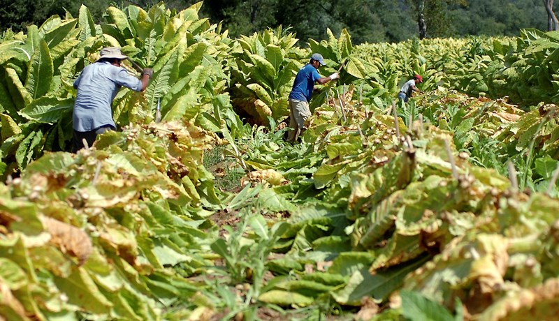 Tóbak – heilagt eitur