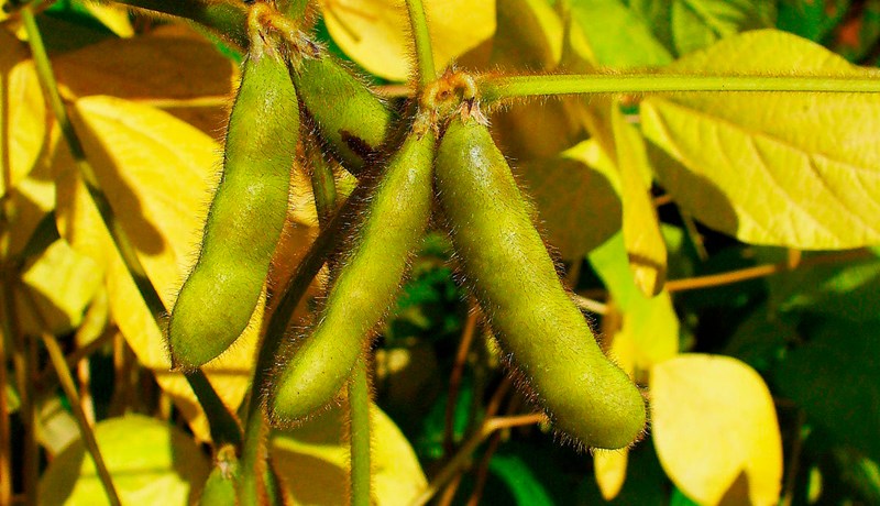 Erfðatækni – áhættusöm og ónauðsynleg