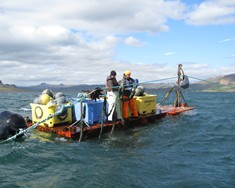 Matarkista Breiðafjarðar í Króksfjarðarnesi