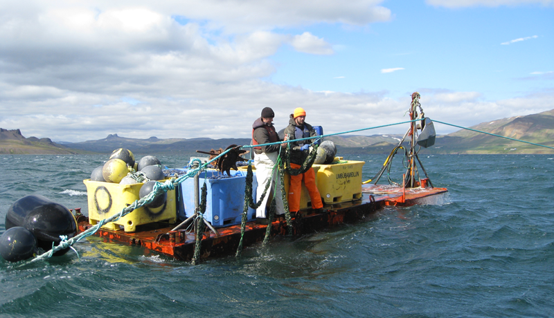 Matarkista Breiðafjarðar í Króksfjarðarnesi