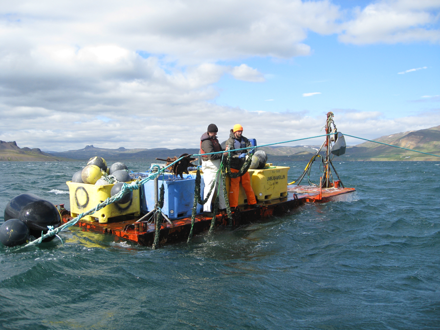 Sökkuð skel sett á línur. 