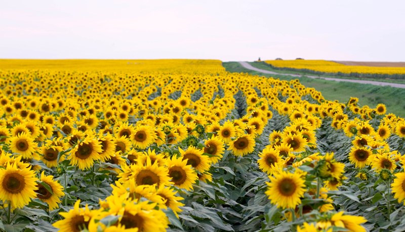 Sólblóm – fullkomið gullinsnið