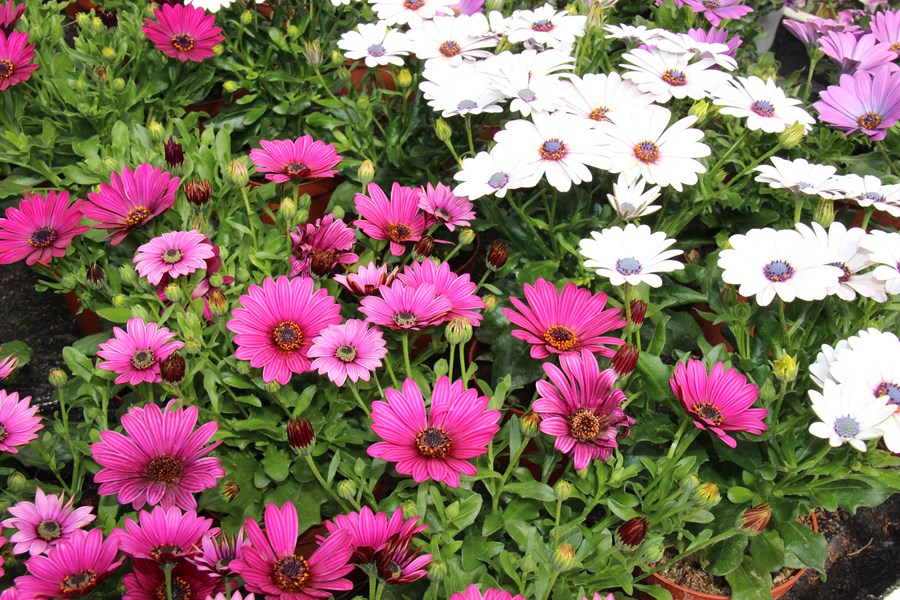 Sólboði er af ættkvíslinni Osteospermum og tilheyrir körfublómaætt. Myndir / Ingólfur Guðnason.