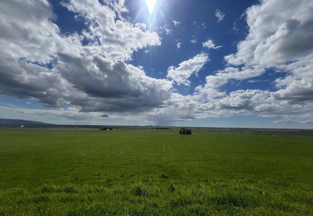 Búgreinar misháðar loftslagsbreytingum