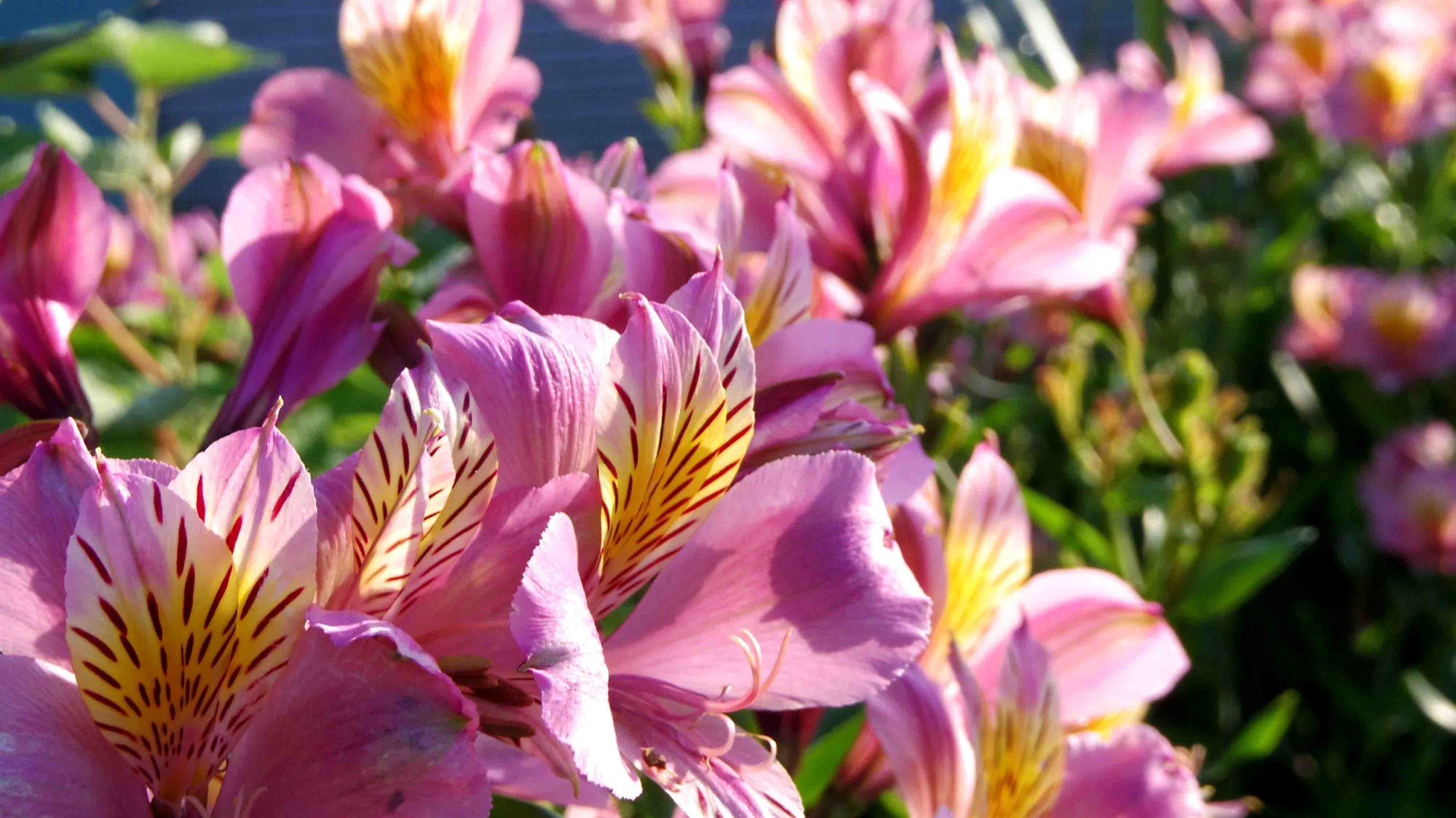 Þegar maður á lífsblóm