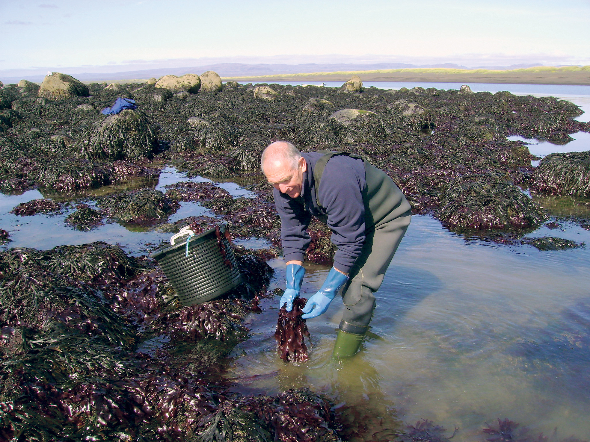Þörf á löggjöf um matvælaöryggi fyrir sjávargróður