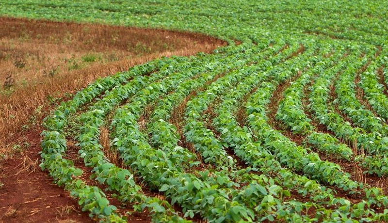 Um 70% af innflutningi Dana á soja ógnar regnskógum