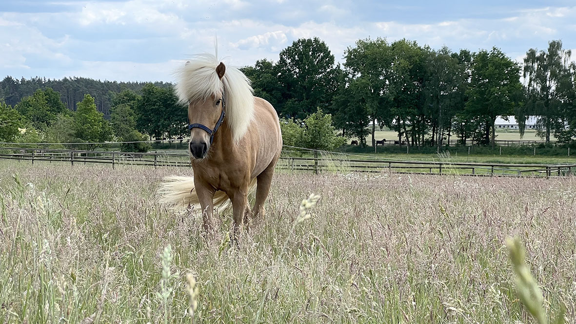 Flest hross flutt til Þýskalands