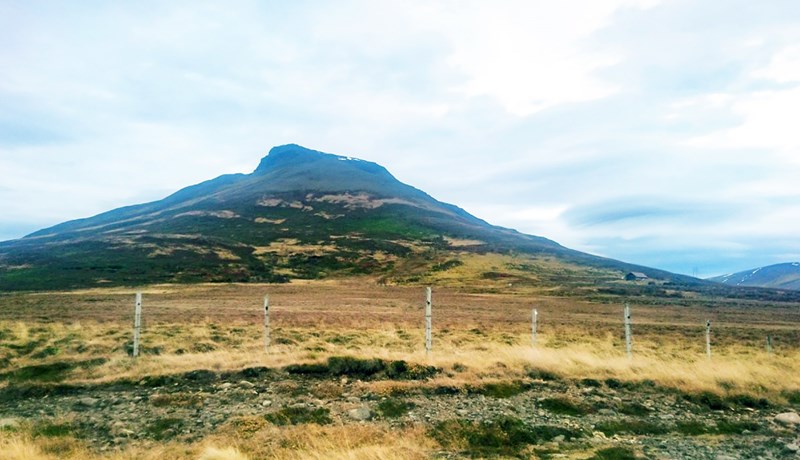 Um 180 þúsund trjáplöntur verða gróðursettar í hlíðum Spákonufells