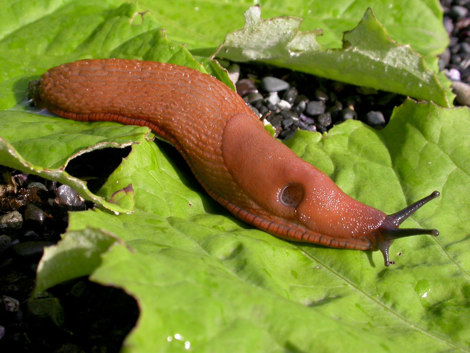 Spánarsniglar eiga sér fáa náttúrulega óvini