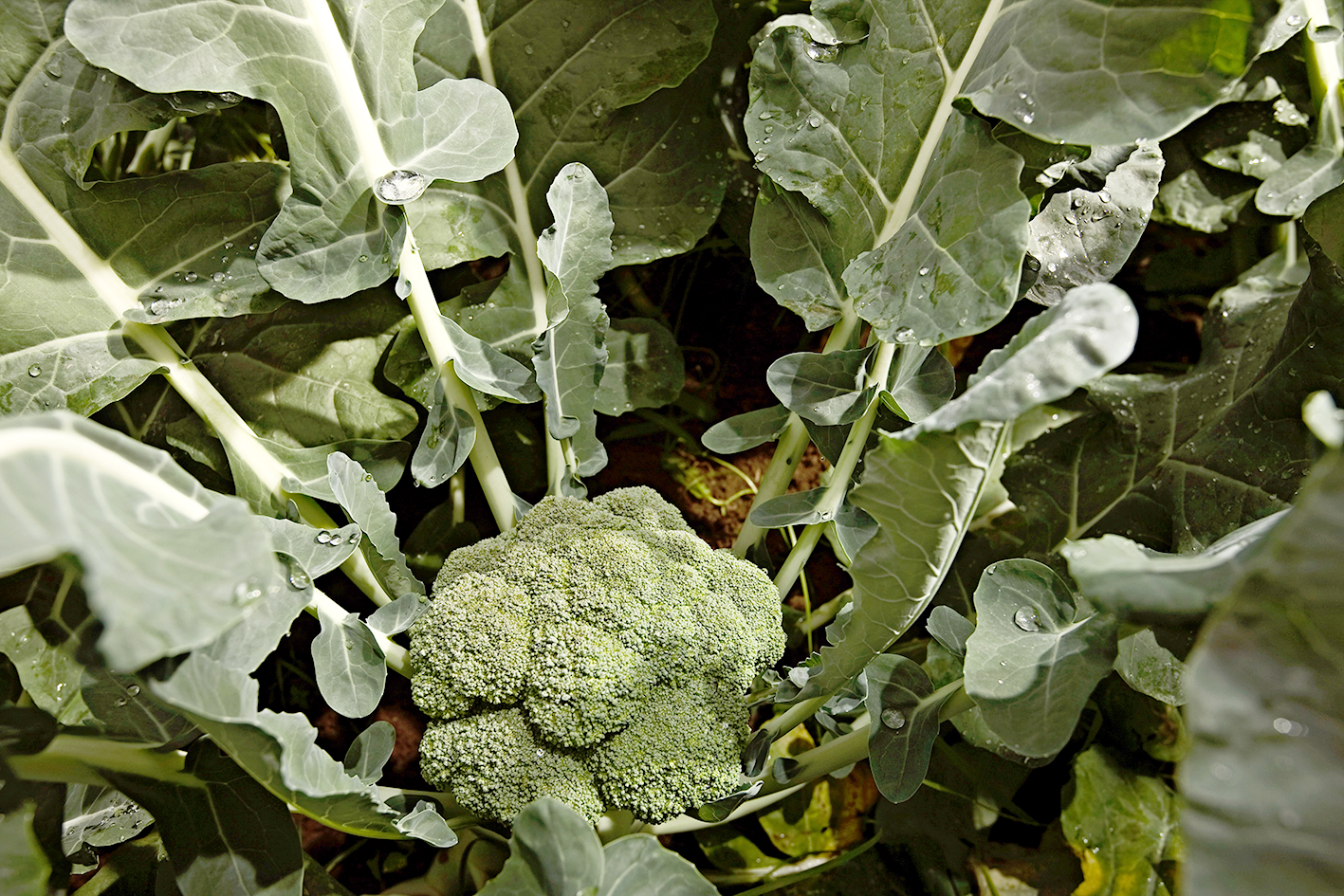 Ágæt uppskera þrátt fyrir kalt vor