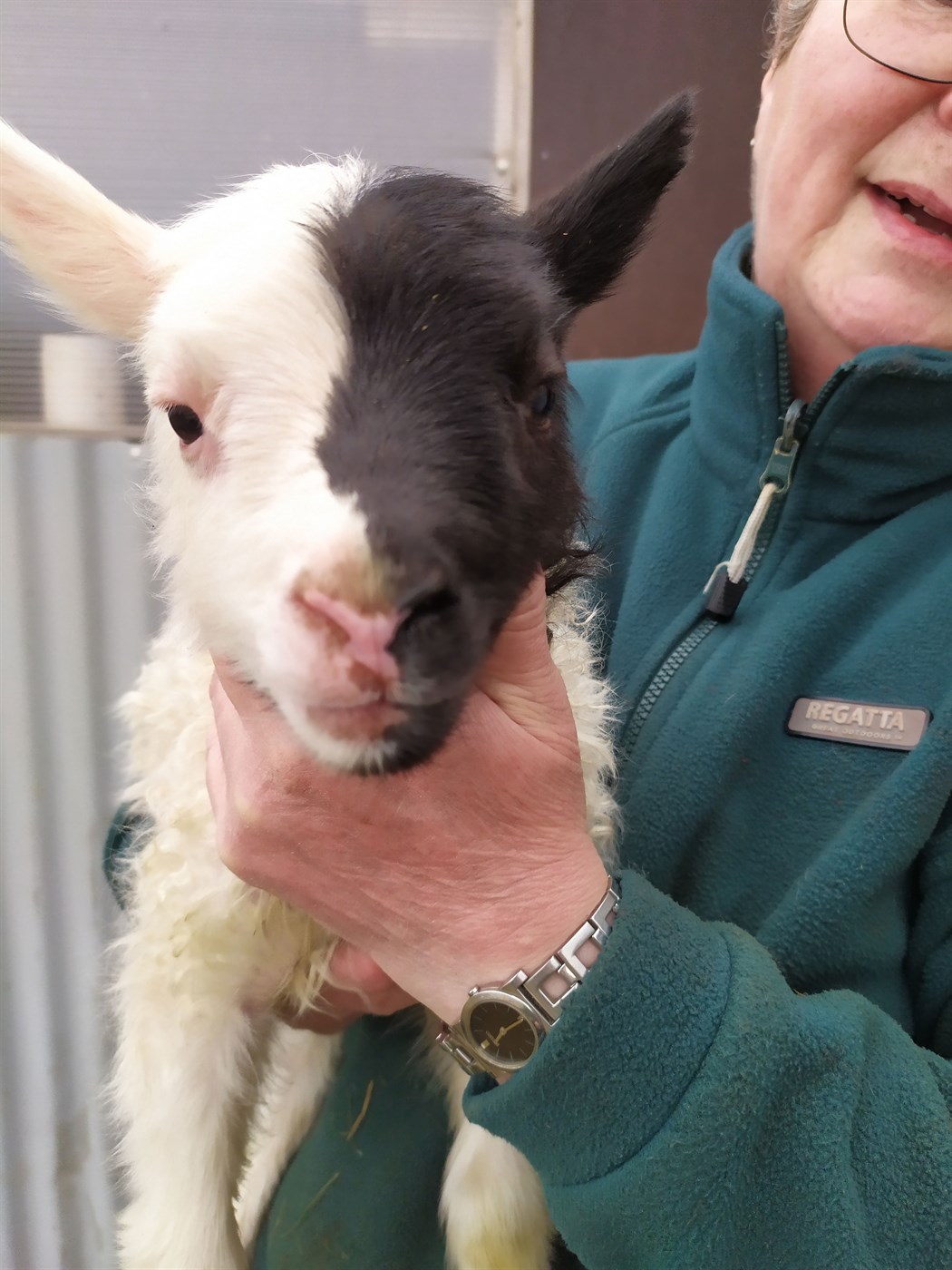 Sjaldgæfur sauðfjárlitur