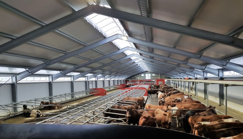 Nýtt og glæsilegt 200 milljóna króna fjós á Spóastöðum