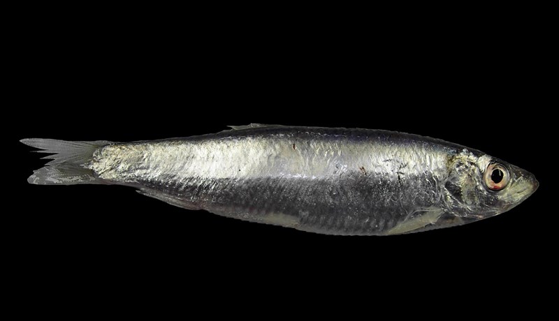 Brislingur er farinn að veiðast við Ísland