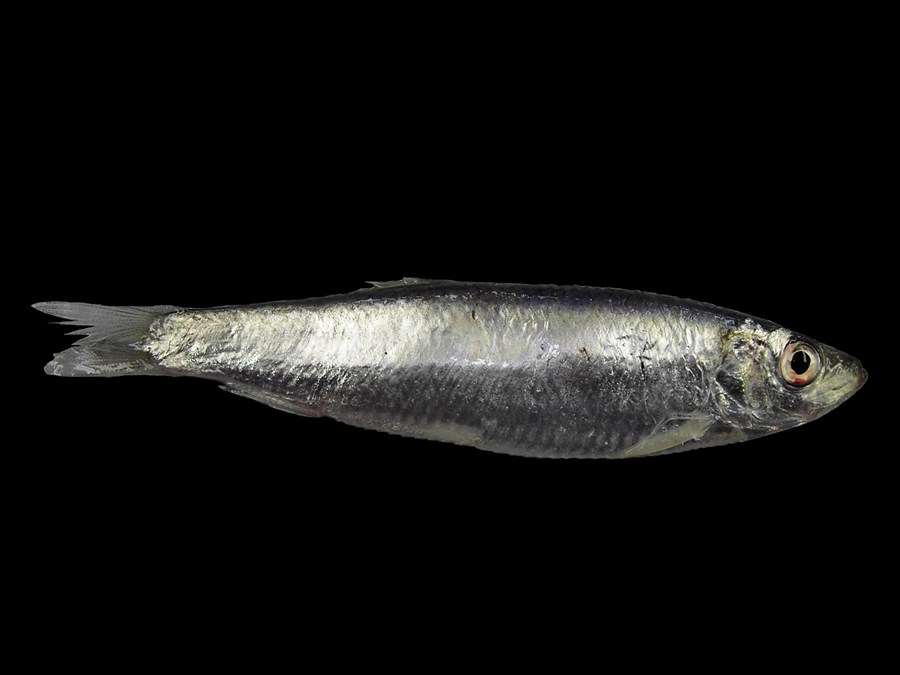 Brislingur (Sprattus sprattus) er smávaxinn fiskur af síldarætt.