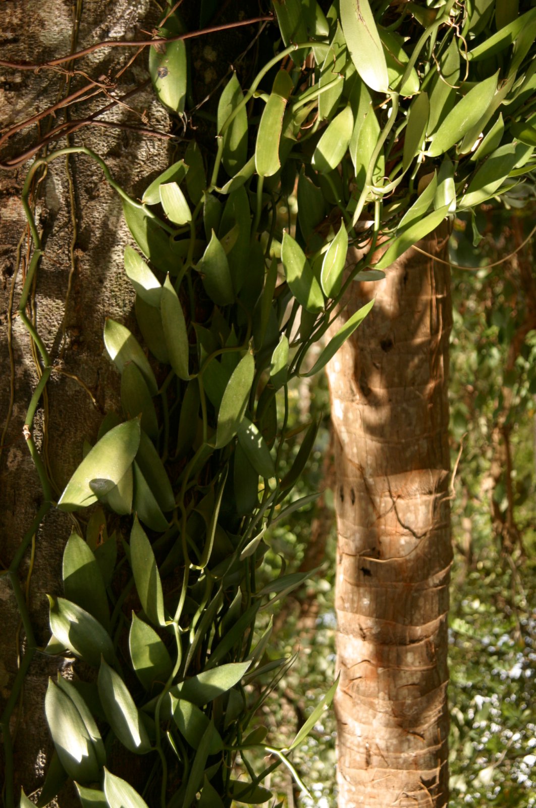 Verðhækkun leiðir til skógareyðingar og dauða